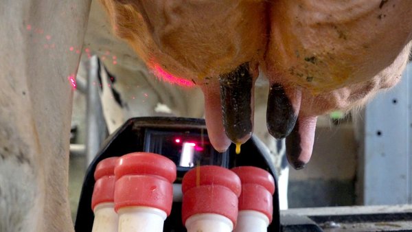 Revisión científica sobre los efectos del secado basado en antibioterapia y/o en selladores sobre la salud de la ubre y sus indicadores en ganado vacu