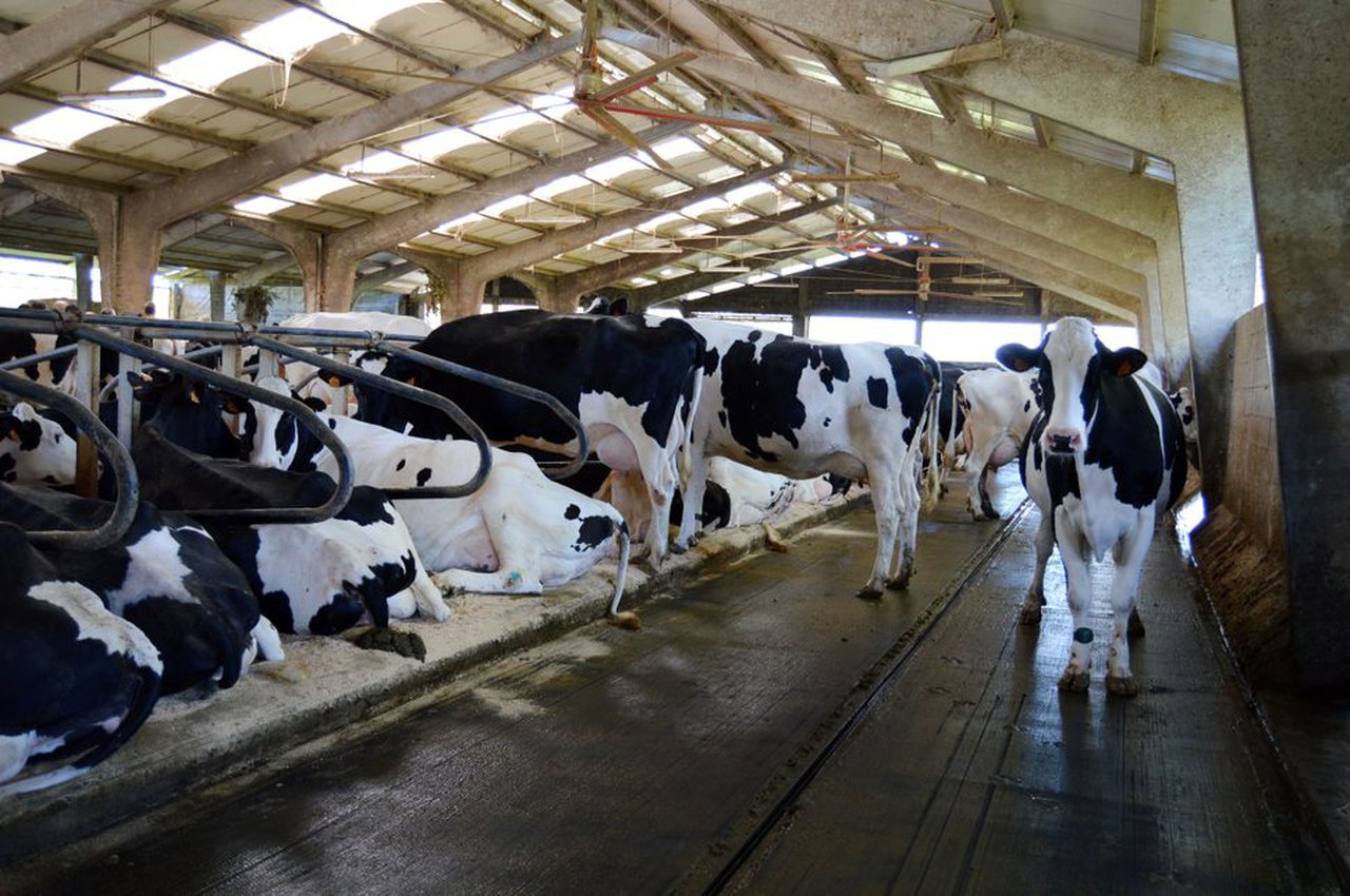 Implementación del conocimiento y la experiencia israelíes para enfriar a las vacas en el mundo