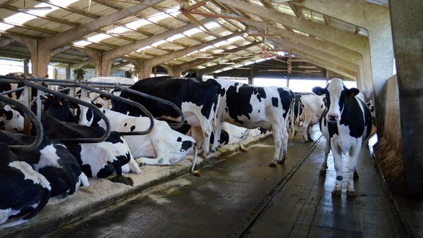 Implementación del conocimiento y la experiencia israelíes para enfriar a las vacas en el mundo