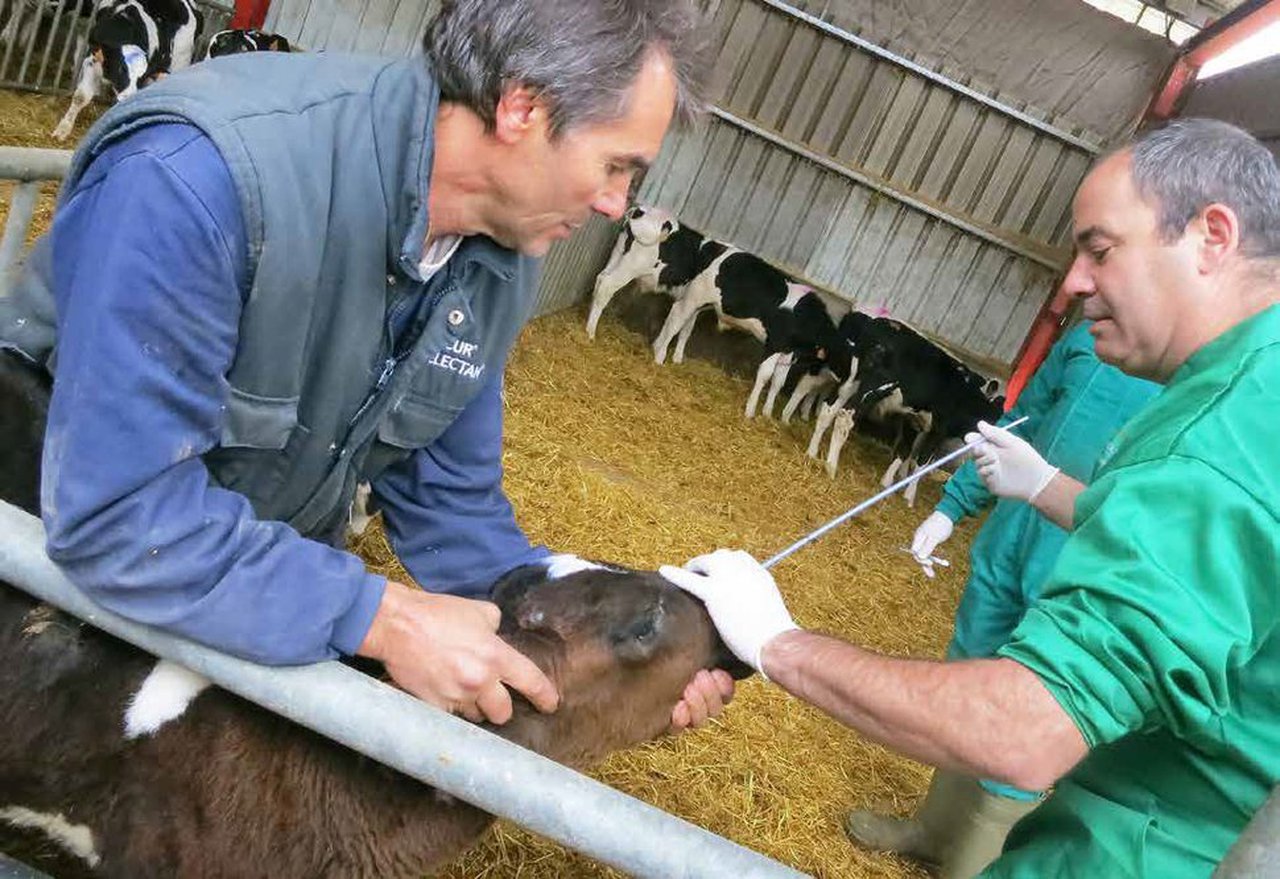 Prevalencia de la ERB en la producción de vacuno de leche de España