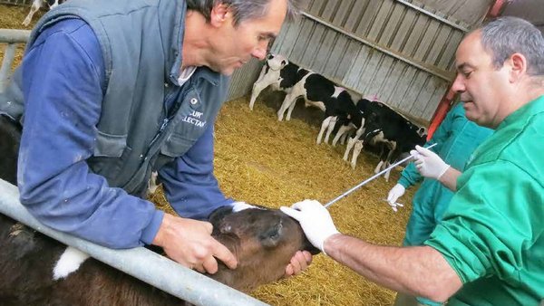 Prevalencia de la ERB en la producción de vacuno de leche de España