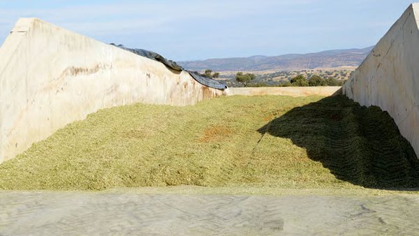 Nuevas tecnologías aplicadas a la producción de silos: el caso particular del silo Shredlage®