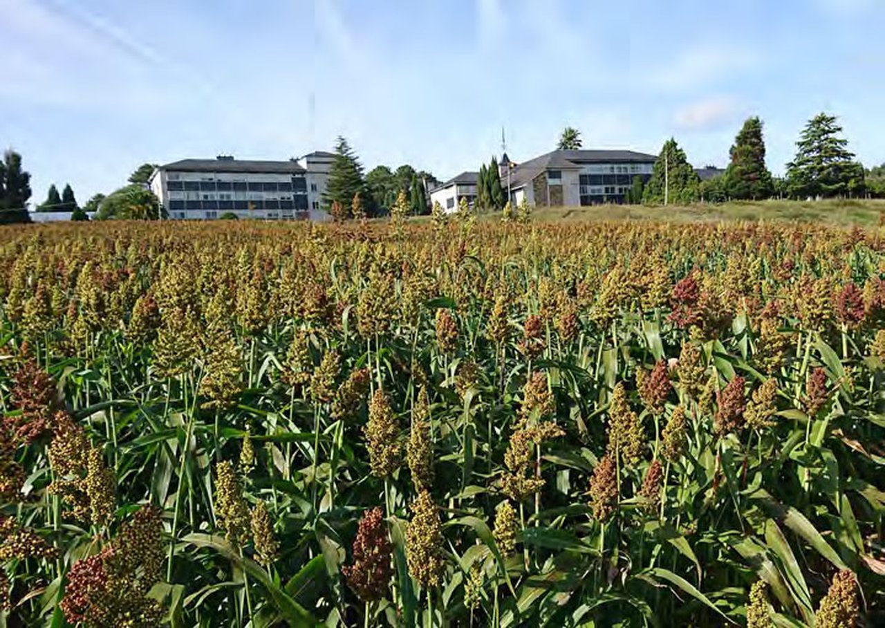 El sorgo como alternativa forrajera al cultivo del maíz