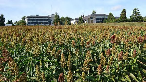 El sorgo como alternativa forrajera al cultivo del maíz