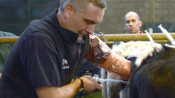 Transferencia de embriones in vivo como estrategia para mejorar la eficiencia reproductiva en granjas comerciales durante épocas de estrés por calor