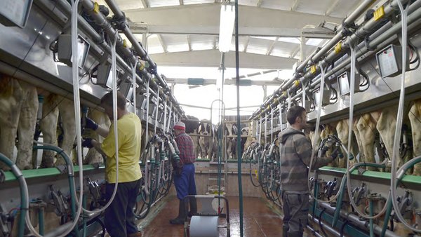 El coste de las mamitis y la salud de ubre