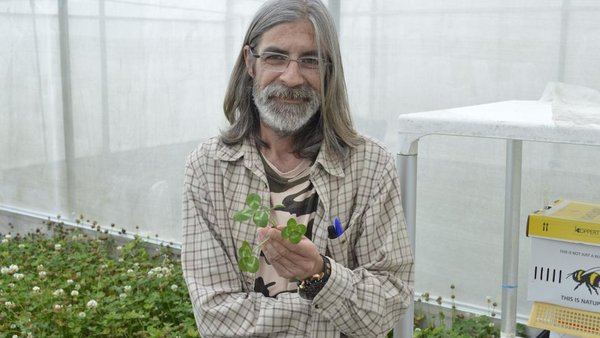 “Las vacas prefieren la parte foliosa a la del tallo y con esto estamos aumentando en un 25 % esa foliosidad”