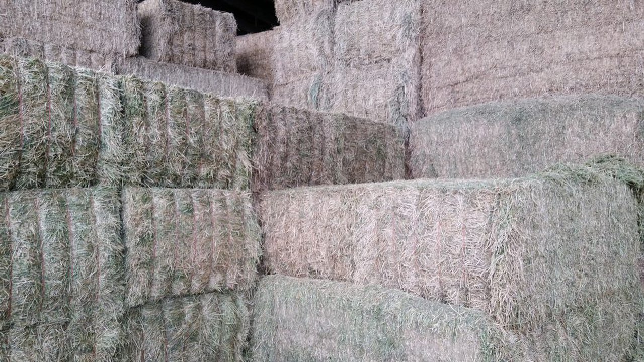 Cosechando forraje de alfalfa de alta calidad