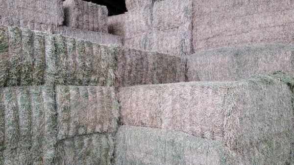 Cosechando forraje de alfalfa de alta calidad