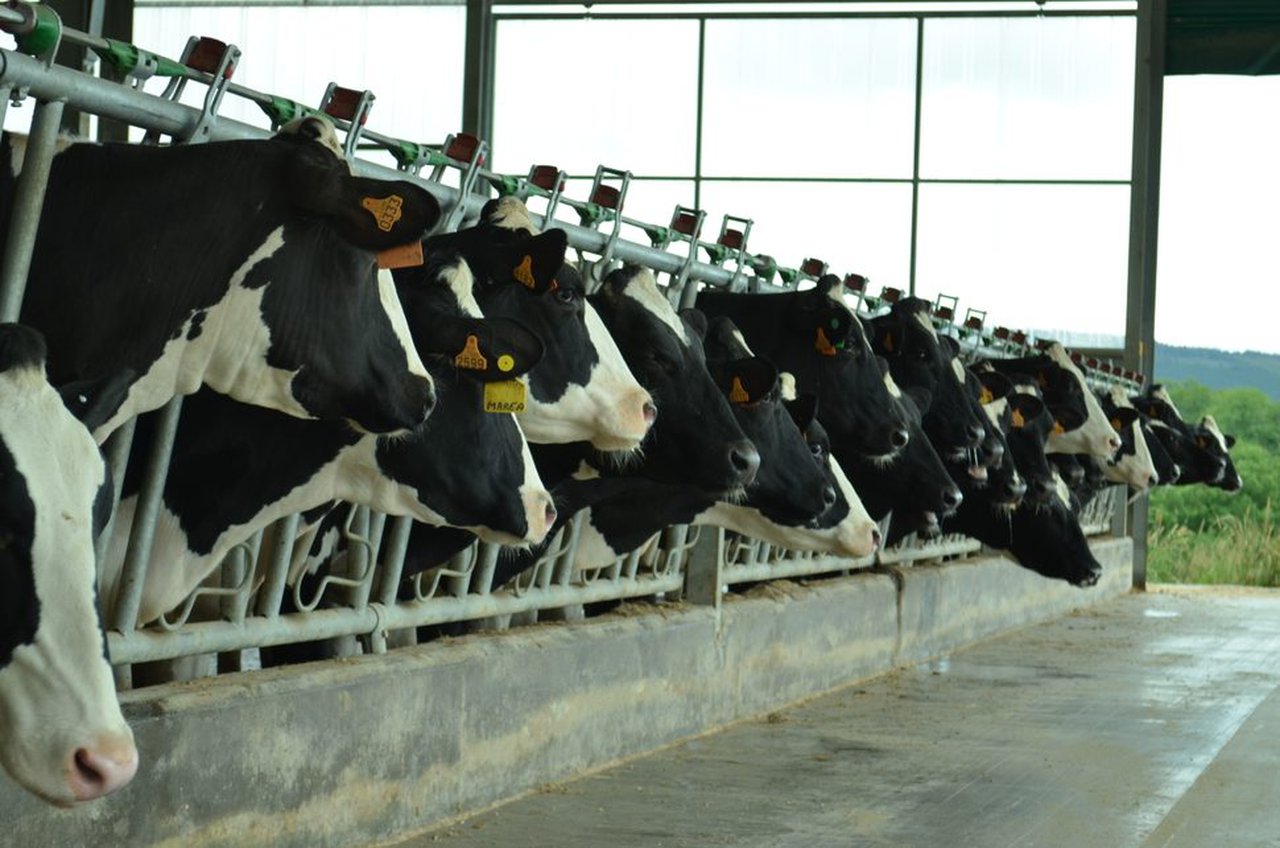 El FEGA publica los importes unitarios provisionales de las ayudas para vacas de leche y nodrizas