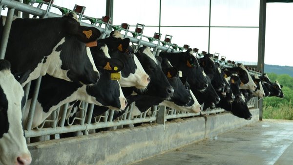 Se reduce el IRPF para los ganaderos de bovino de leche de 0,20 a 0,16