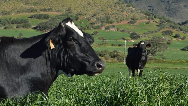 Ampliado o prazo para solicitar as axudas da PAC