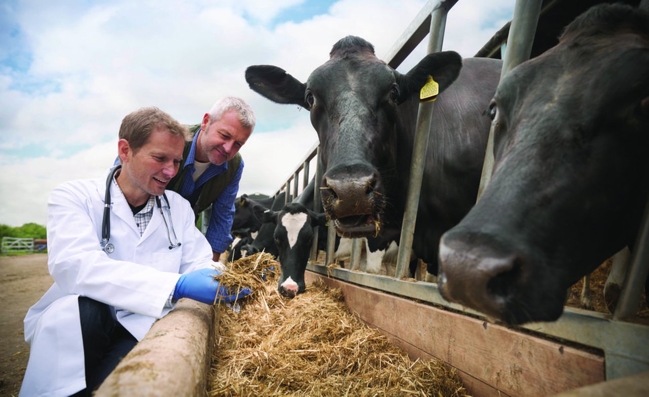 Care4Cattle, una iniciativa de Bayer para apoyar proyectos innovadores que mejoren el bienestar en vacuno
