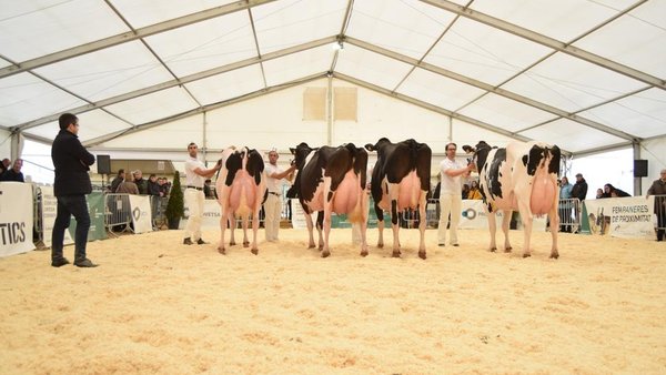 El Concurso frisón de Cataluña 2018, ya en vídeo