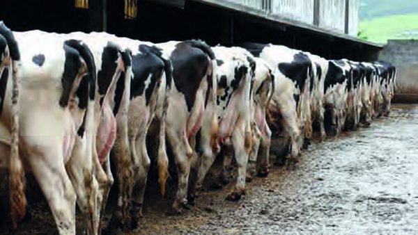 Nuevos índices a tener en cuenta para la selección de toros en las ganaderías