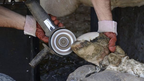 La importancia de realizar recorte funcional de pezuñas en vacas lecheras
