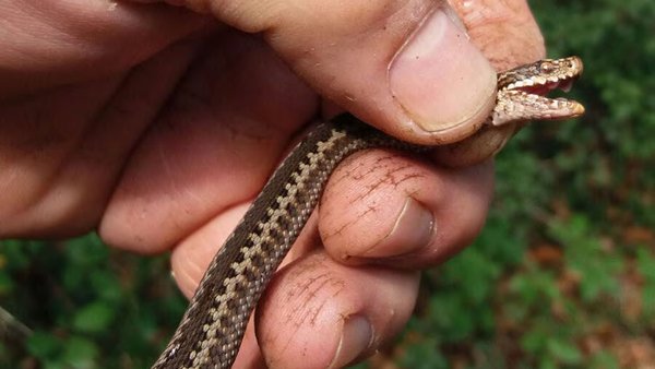 Picadura de víbora de Seoane en vacuno lechero. Descripción de dos casos clínicos