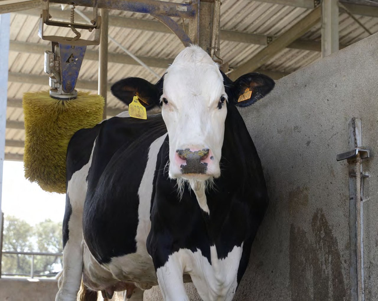Conocer el comportamiento de los animales para mejorar su bienestar y su productividad