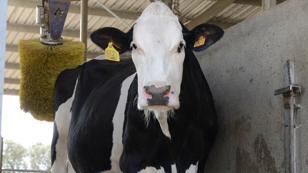 Conocer el comportamiento de los animales para mejorar su bienestar y su productividad