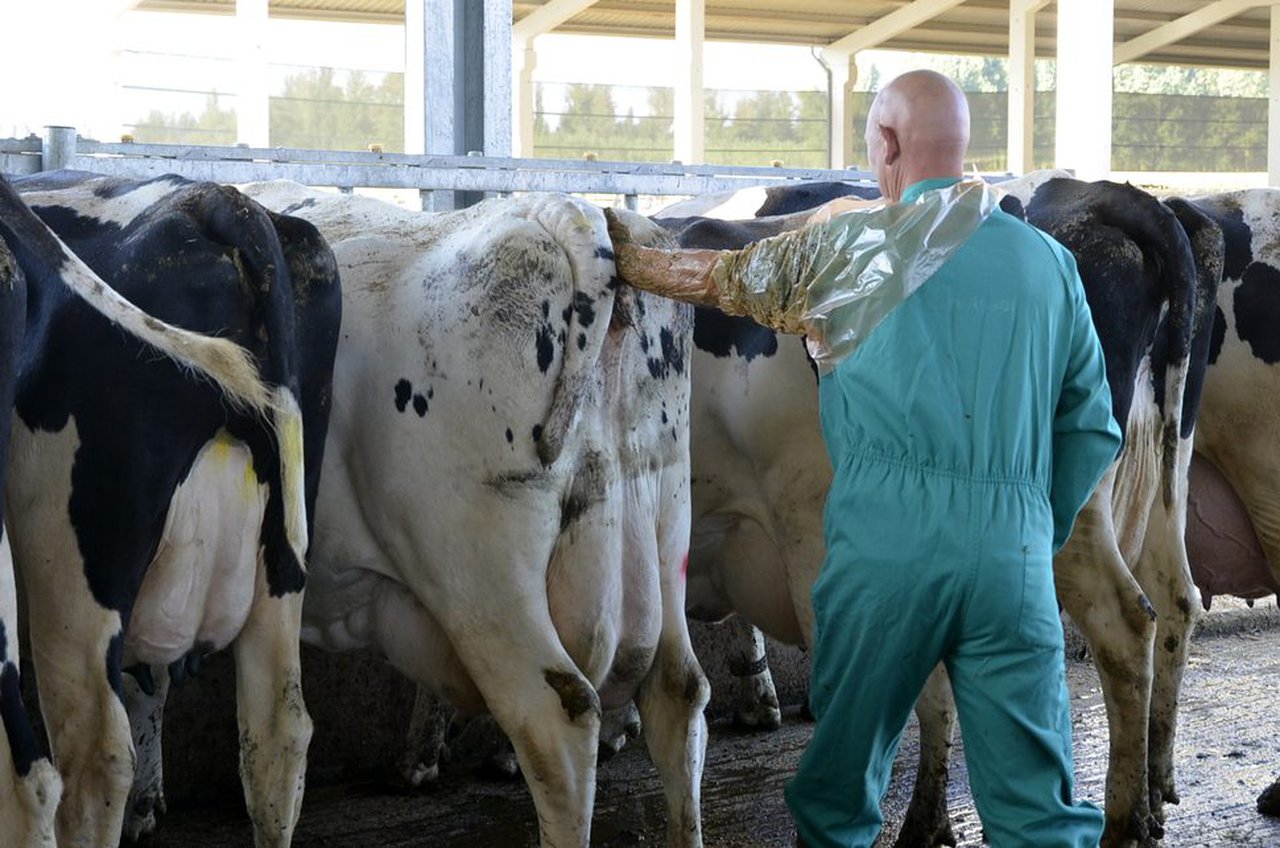 Cómo conseguir un 30 % de tasa de preñez de 21 d en vacas de alta producción en lactación