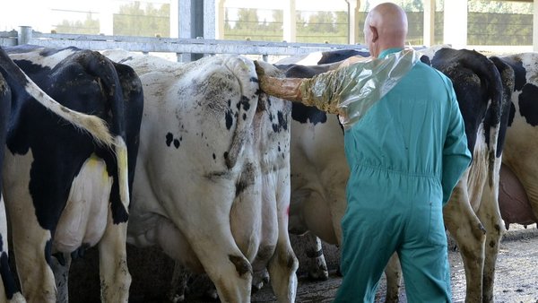 Cómo conseguir un 30 % de tasa de preñez de 21 d en vacas de alta producción en lactación