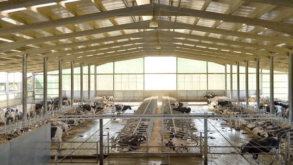 Legislación aplicable en bienestar animal en el ganado vacuno lechero