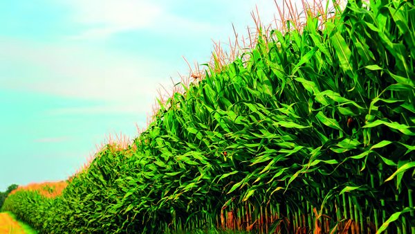 Guía práctica para el cultivo del maíz forrajero
