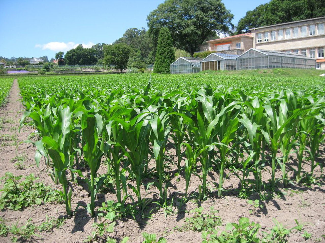 Investigando nuevos aprovechamientos del cultivo de maíz: caso de estudio de los híbridos Sugar Corn