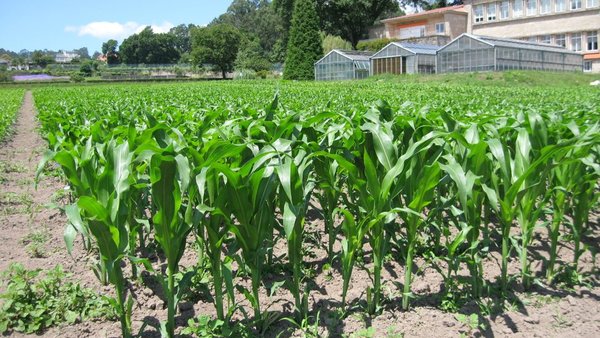 Investigando nuevos aprovechamientos del cultivo de maíz: caso de estudio de los híbridos Sugar Corn