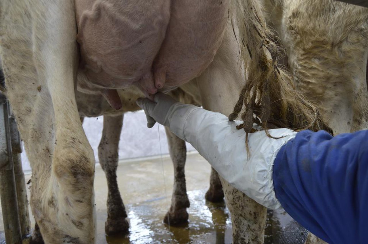 La influencia del tratamiento de la mastitis con inmunoterapia sobre los principales índices reproductivos en vacas de leche