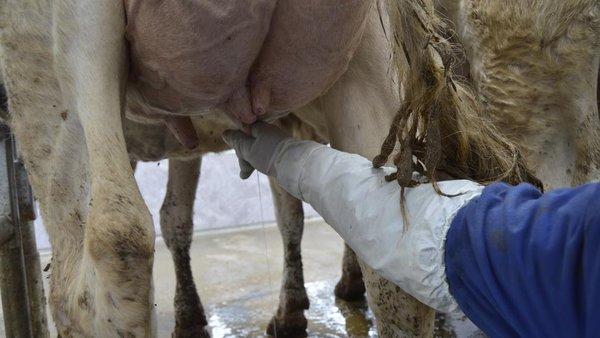 La influencia del tratamiento de la mastitis con inmunoterapia sobre los principales índices reproductivos en vacas de leche