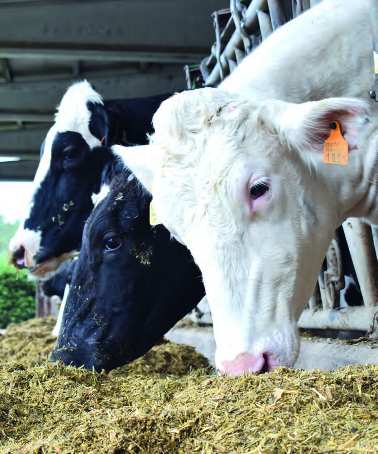 Análisis comparativo del bienestar en explotaciones de vacuno lechero en Galicia