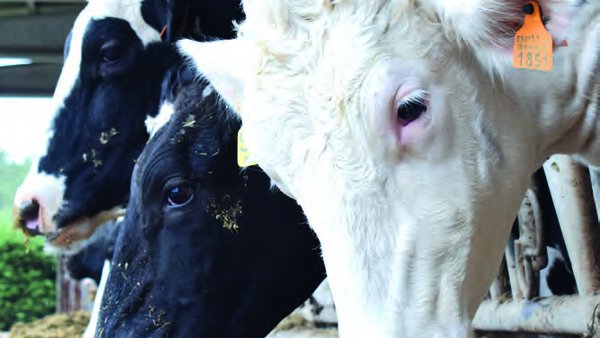 Análisis comparativo del bienestar en explotaciones de vacuno lechero en Galicia