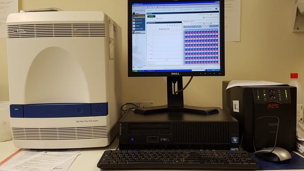 Diagnóstico de mamitis bovina por qPCR: utilidad y aplicaciones