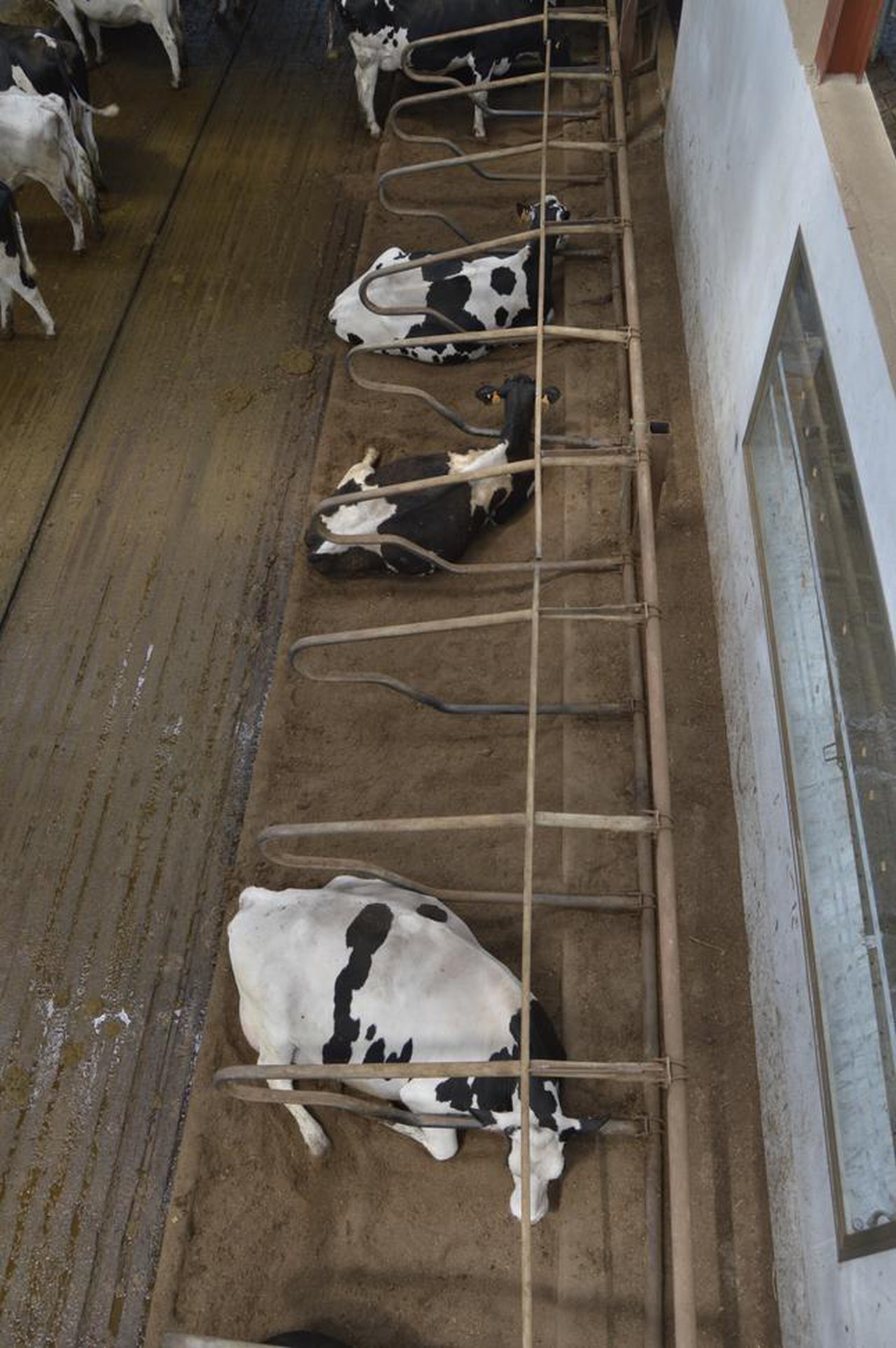 ¿Cama de estabulación para vacuno de leche a partir de la fracción sólida higienizada de sus purines?