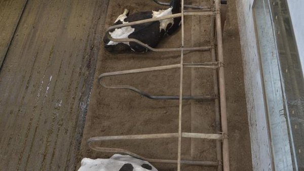 ¿Cama de estabulación para vacuno de leche a partir de la fracción sólida higienizada de sus purines?
