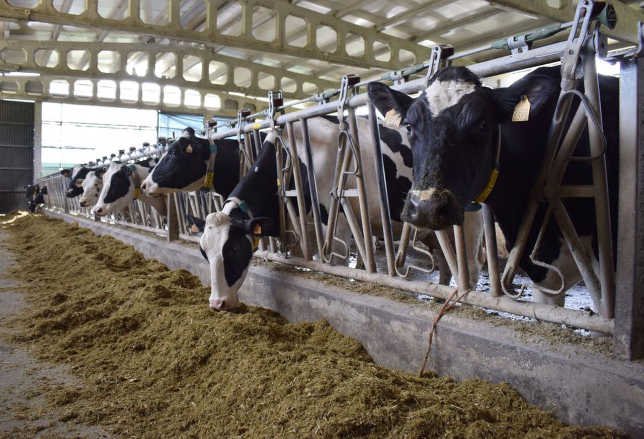 Cómo controlar la salud de las vacas: ¿es el tiempo de rumia la regla de oro?