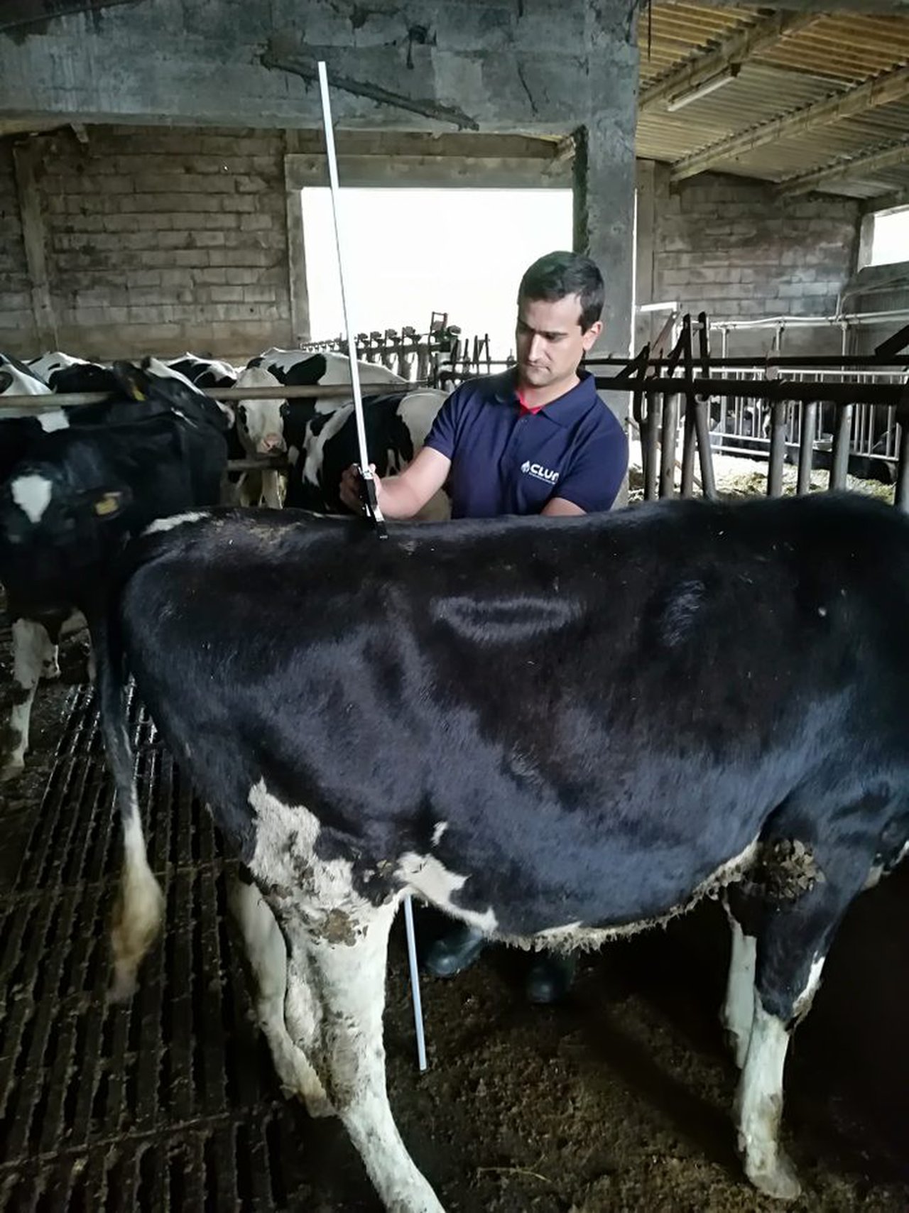 Claves económicas y de manejo en la recría de novillas