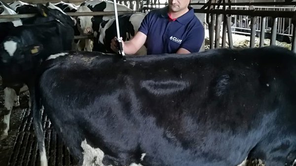 Claves económicas y de manejo en la recría de novillas
