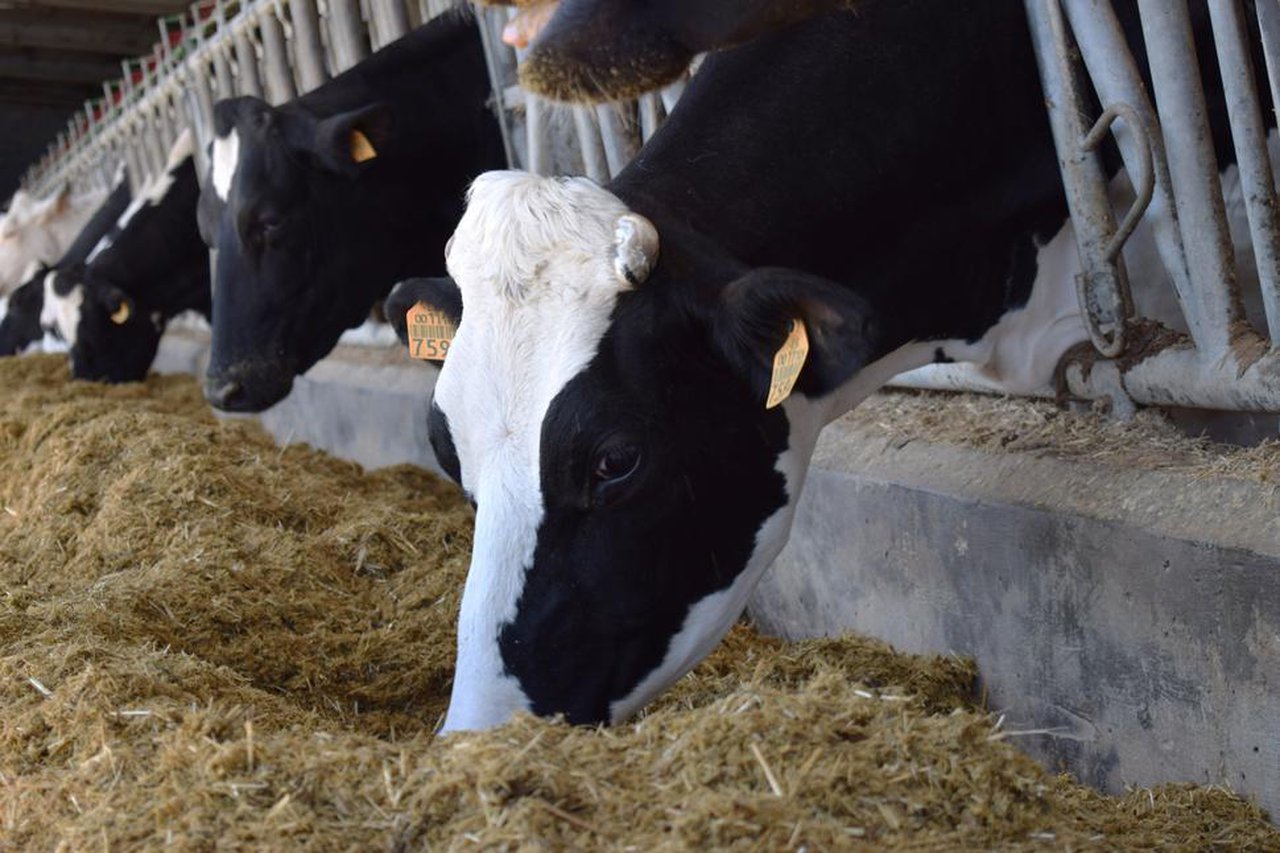 Proteínas recombinantes y su potencial en producción animal