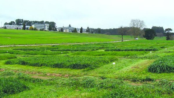 Evaluación productiva y nutricional de variedades comerciales de especies pratenses en siembras de primavera en la zona atlántica de Galicia