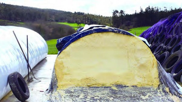 Volatilización del silo de maíz: no dejes que se “evapore”