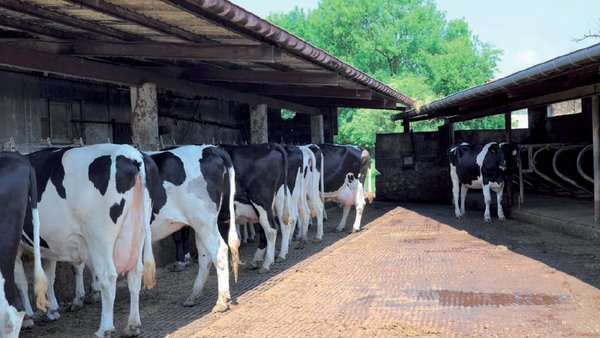 Caracterización productiva y manejo del territorio de una muestra de ganaderías con vacuno de leche en Cantabria según el sistema de alimentación