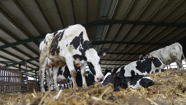 Calidad microbiológica del calostro: su importancia en la salud del ternero