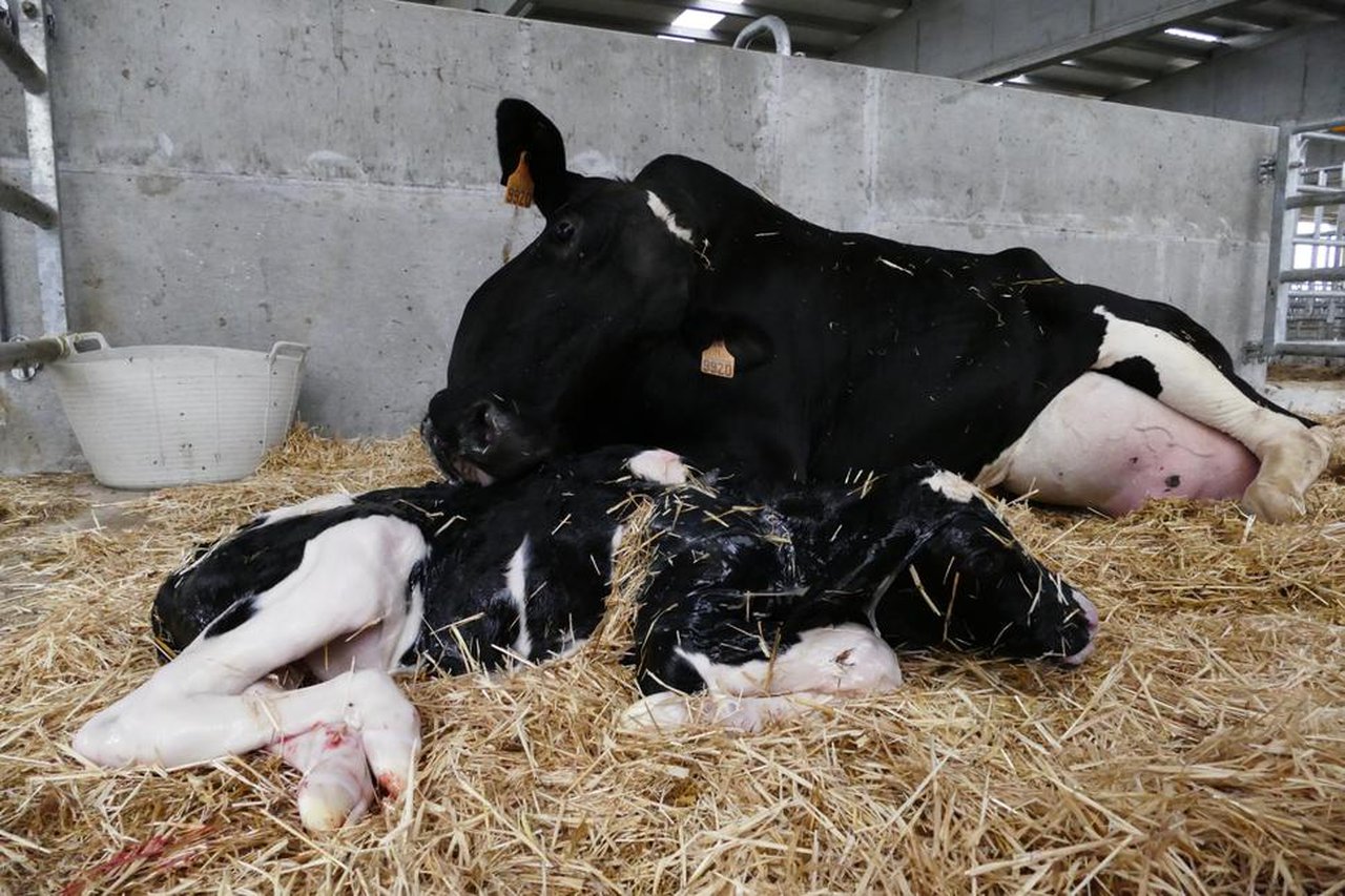Diarrea neonatal en terneros de Galicia: nuevos enteropatógenos y cómo afrontarlos