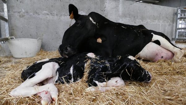 Diarrea neonatal en terneros de Galicia: nuevos enteropatógenos y cómo afrontarlos