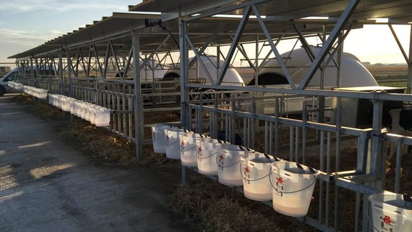 El peso del agua: enfoque integral de la neumonía en recría