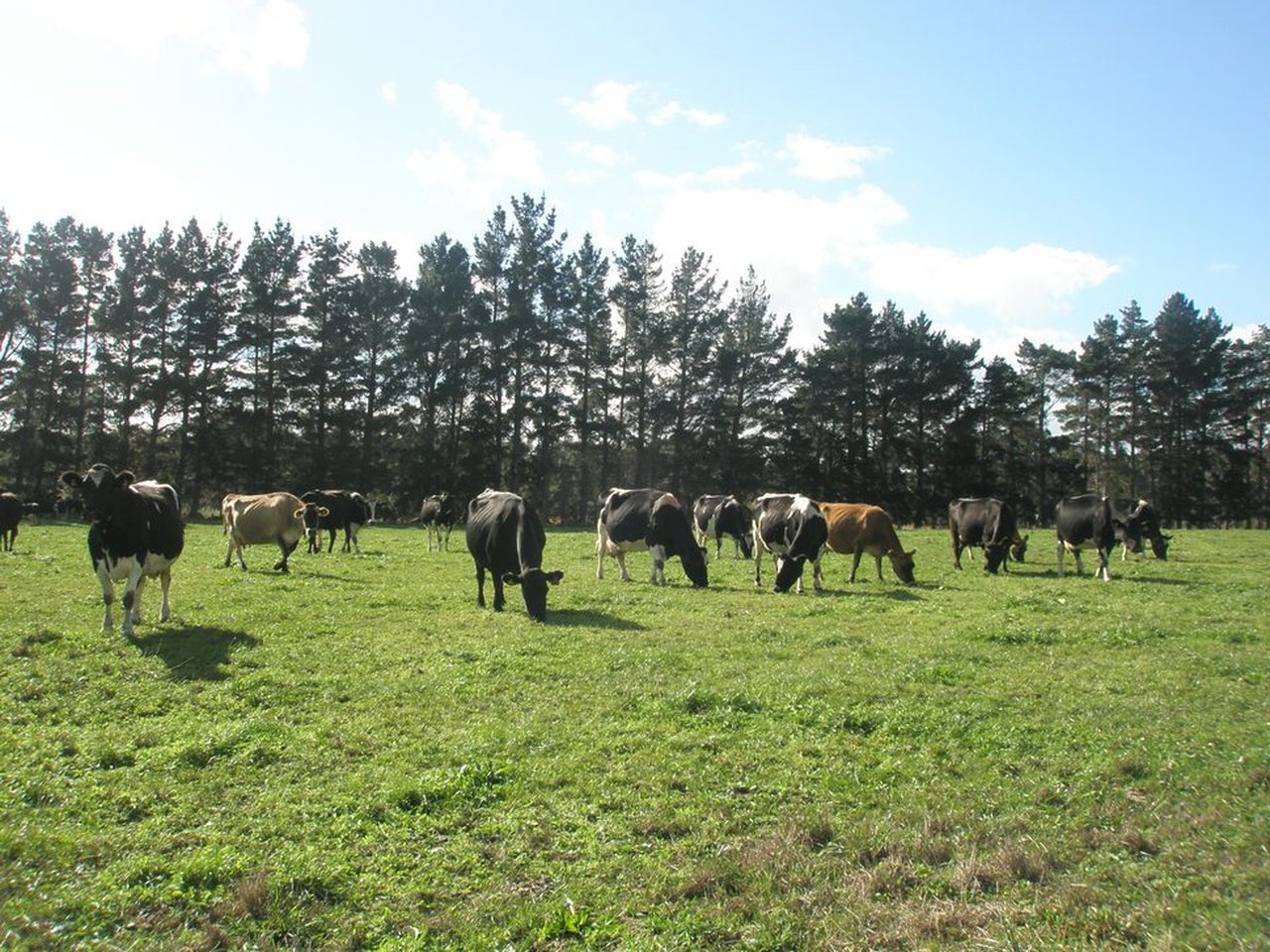 En busca de la vaca mejor adaptada a ecológico