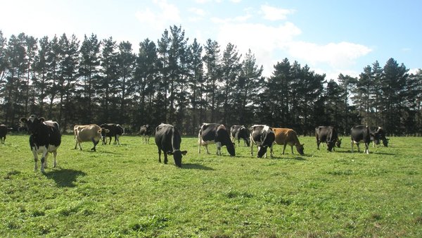 En busca de la vaca mejor adaptada a ecológico