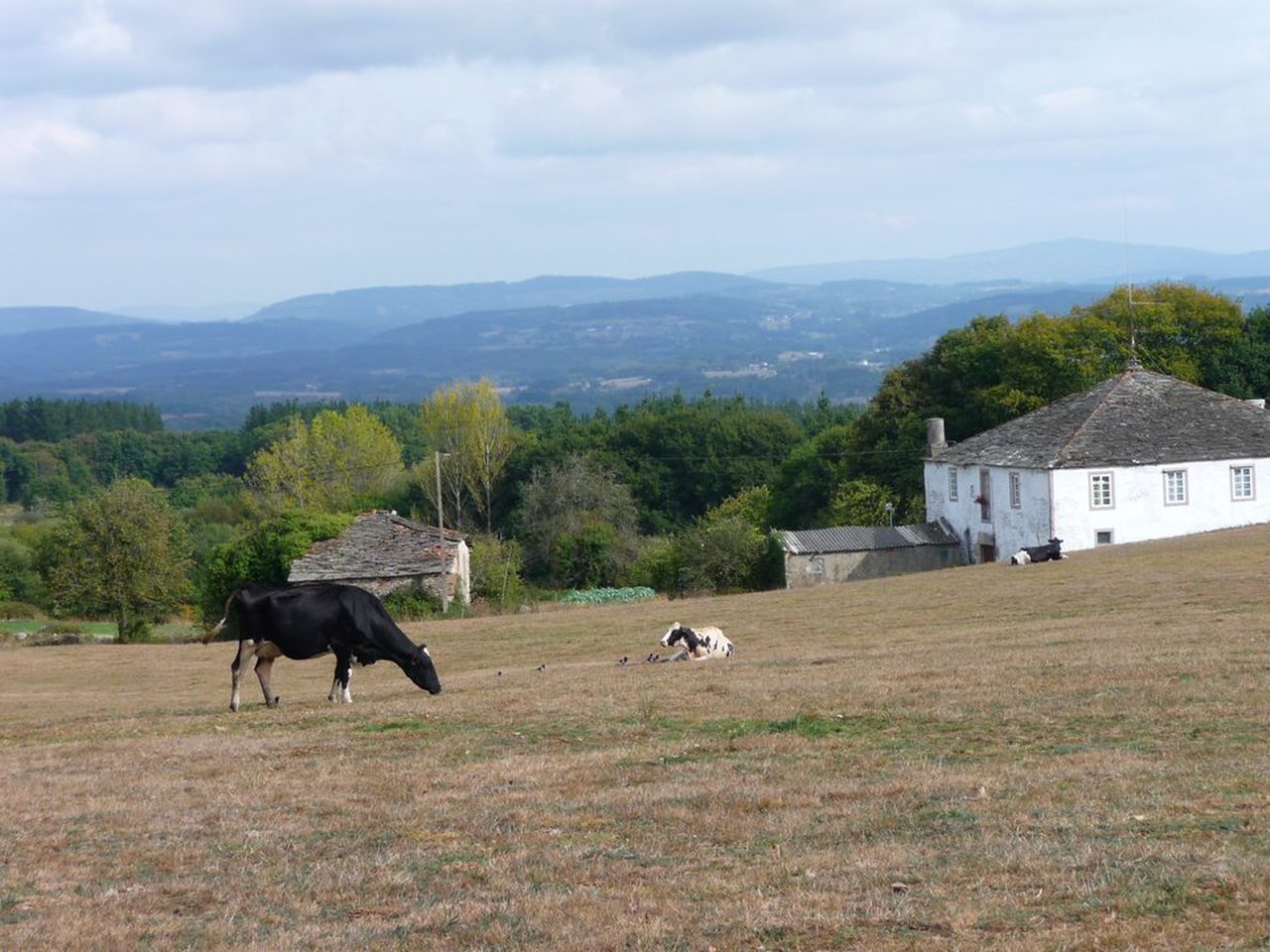 Paranfistomosis bovina en Galicia: situación actual y perspectivas de futuro